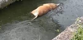 Buscan a cocodrilo asesino de perros