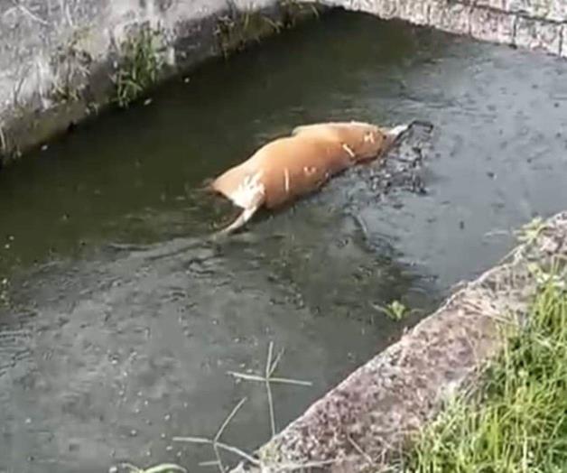 Buscan a cocodrilo asesino de perros