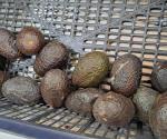 La carestía del aguacate en Reynosa
