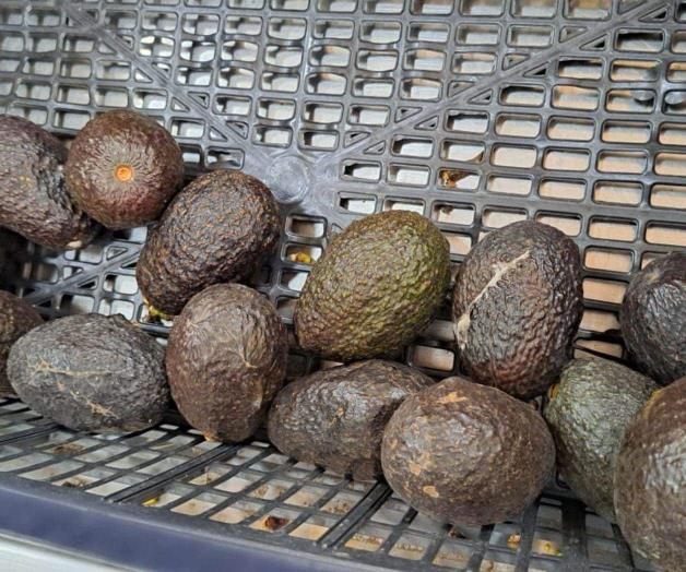 La carestía del aguacate en Reynosa La carestía del aguacate en Reynosa
