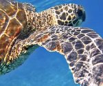 Usa tortugas marinas para fabricar y traficar botas