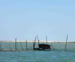 Reciben pescadores con agrado la noticia: Alargan el arranque de veda de camarón