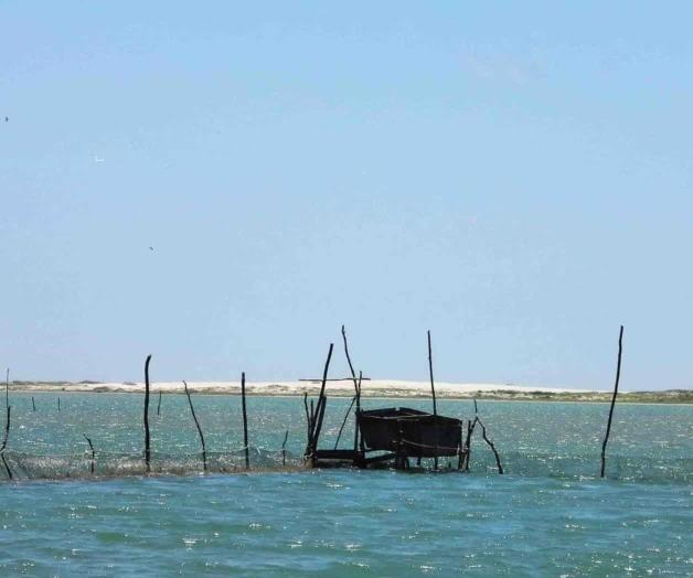 Reciben pescadores con agrado la noticia: Alargan el arranque de veda de camarón Reciben pescadores con agrado la noticia: Alargan el arranque de veda de camarón