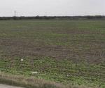 Continúa siembra de sorgo