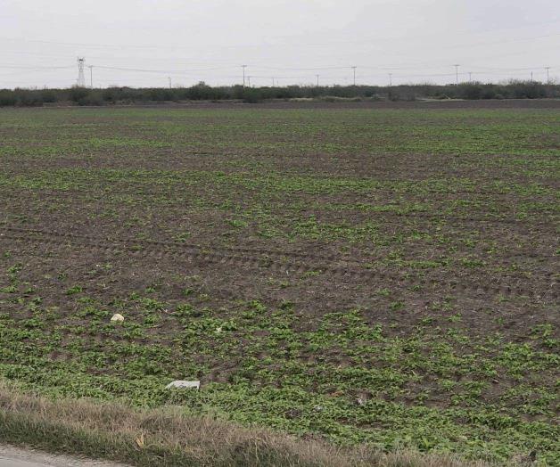 Continúa siembra de sorgo Continúa siembra de sorgo