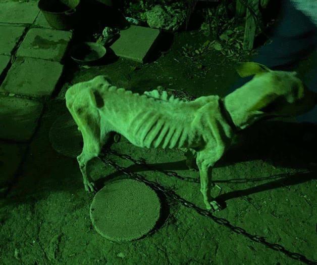 Carecían de alimentos y agua: Hay indignación por el caso de crueldad animal Carecían de alimentos y agua: Hay indignación por el caso de crueldad animal