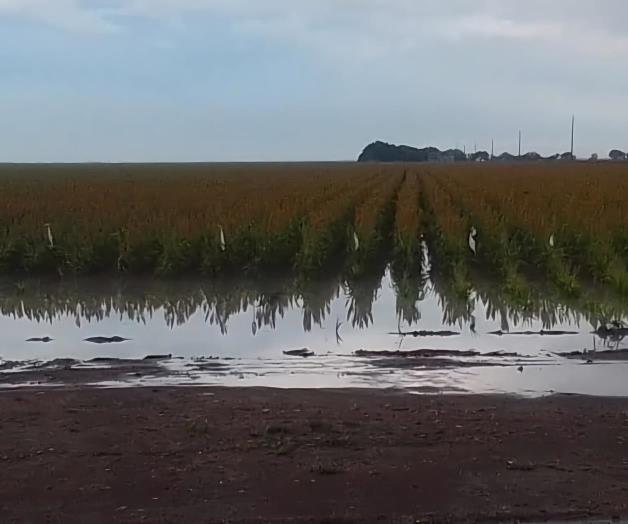 Llegan a tiempo lluvias a siembras de temporal Llegan a tiempo lluvias a siembras de temporal