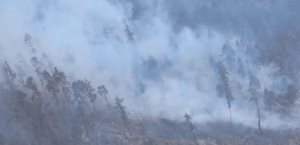 Puebla acumula 190 incendios forestales en lo que va del 2025