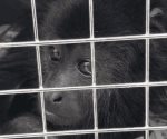Profepa inicia acciones para proteger a primates del calor