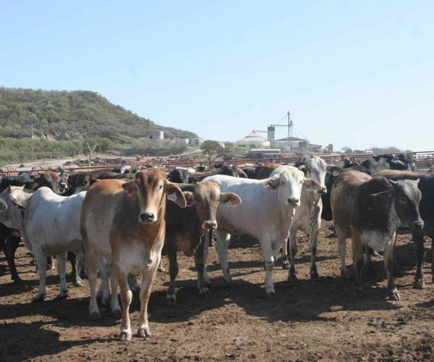 Importan a México reses australianas Importan a México reses australianas