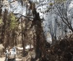 Incendio alcanza santuario de la Mariposa Monarca en Michoacán