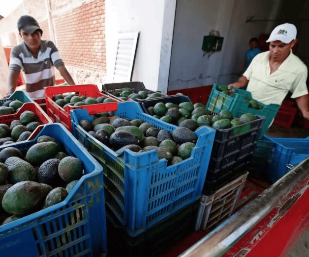 Aguacate mexicano conquista el 5 de mayo Aguacate mexicano conquista el 5 de mayo