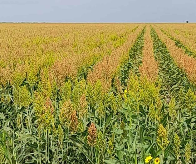Prevén buena cosecha de sorgo por las lluvias en Reynosa Prevén buena cosecha de sorgo por las lluvias en Reynosa