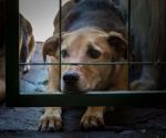 Vecinos de San Valentín alzan la voz contra el maltrato animal