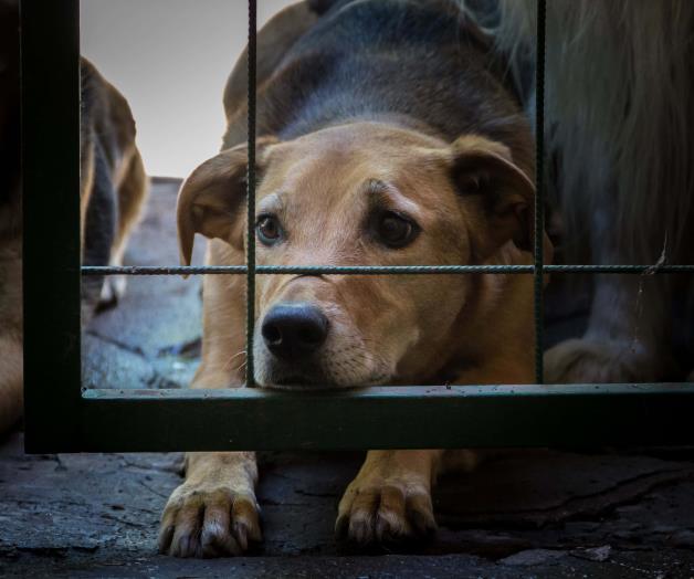 Vecinos de San Valentín alzan la voz contra el maltrato animal Vecinos de San Valentín alzan la voz contra el maltrato animal