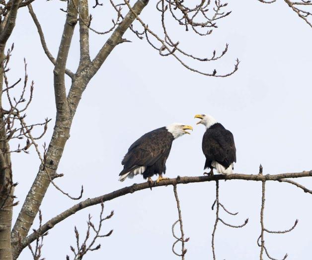 Piden se explique cómo se protegerá a especies