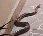 Serpiente de 2 Metros sorprende en casa de Escobedo