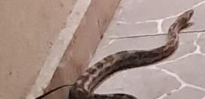 Serpiente de 2 Metros sorprende en casa de Escobedo