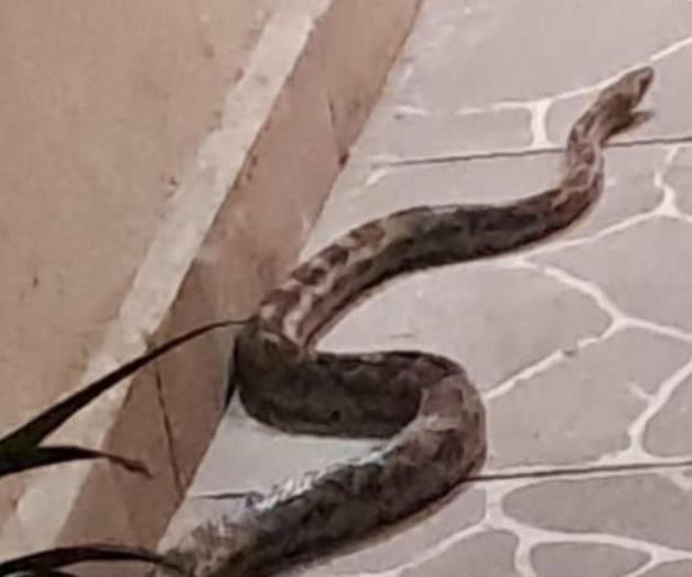 Serpiente de 2 Metros sorprende en casa de Escobedo Serpiente de 2 Metros sorprende en casa de Escobedo