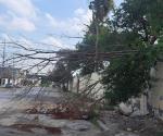Demandan retiro de árbol caído en colonia Ribereña de Reynosa