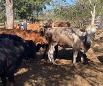 Piden retomar acciones para terminar con gusano barrenador