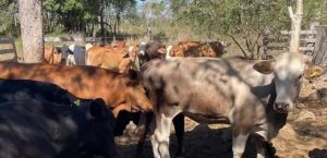 Piden retomar acciones para terminar con gusano barrenador
