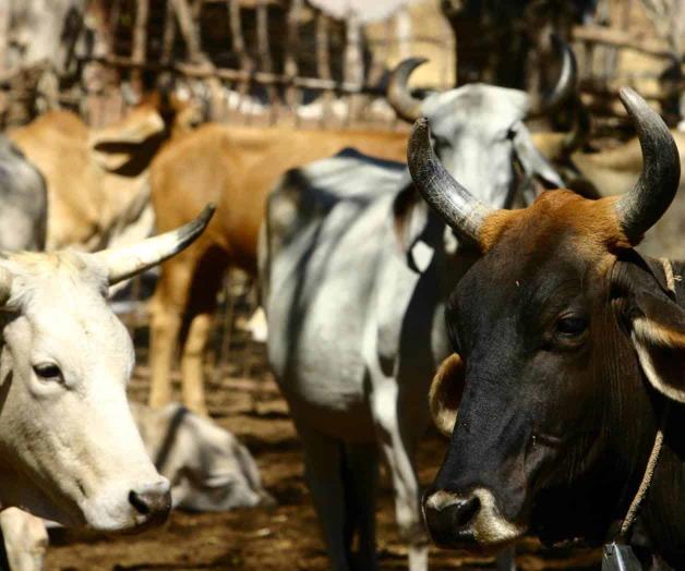 Alistan productores plan contra gusano Alistan productores plan contra gusano