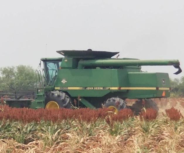 En ´picada´ el precio de la tonelada de sorgo En ´picada´ el precio de la tonelada de sorgo