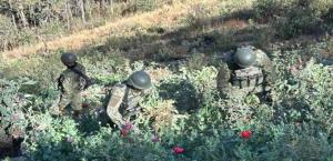 Destruyen federales 126 plantíos de amapola y 52 marihuana