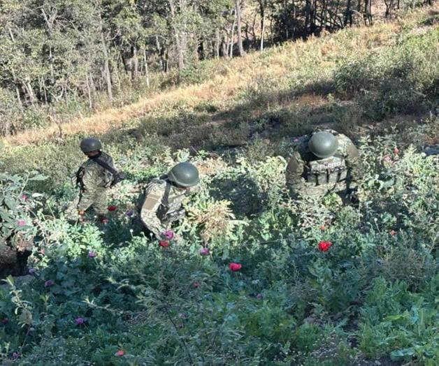 Destruyen federales 126 plantíos de amapola y 52 de marihuana Destruyen federales 126 plantíos de amapola y 52 de marihuana