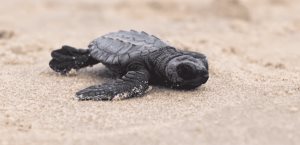 Tamaulipas resguarda 95 mil huevos de tortuga lora