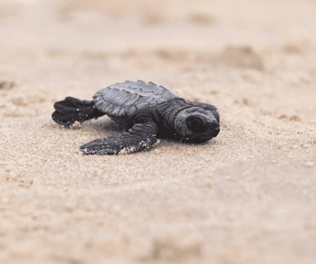 Tamaulipas resguarda 95 mil huevos de tortuga lora