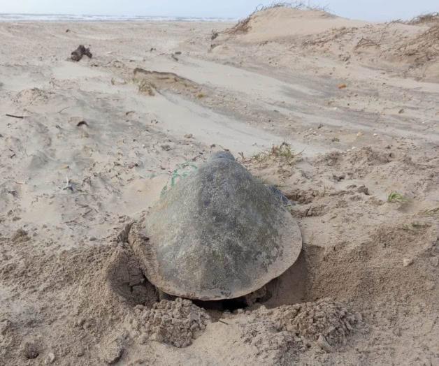 Piden a ciudadanos mantener la distancia: Anidan tortugas  en playa Bagdad