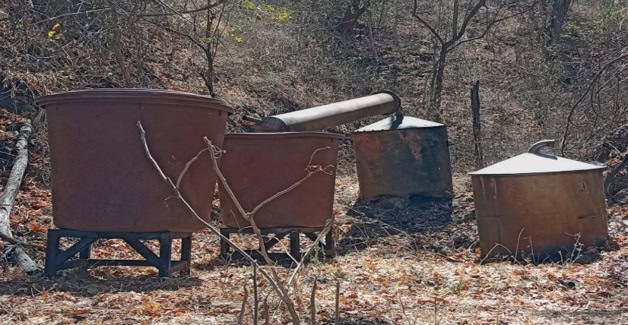 Destruyen federales 126 plantíos de amapola y 52 de marihuana Destruyen federales 126 plantíos de amapola y 52 de marihuana
