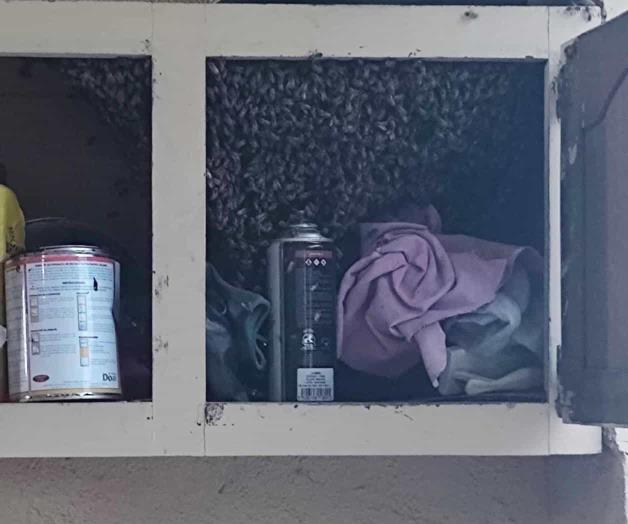 Invaden abejas vivienda en Las Brisas Invaden abejas vivienda en Las Brisas