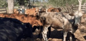 Forman Comité México-EU contra gusano barrenador