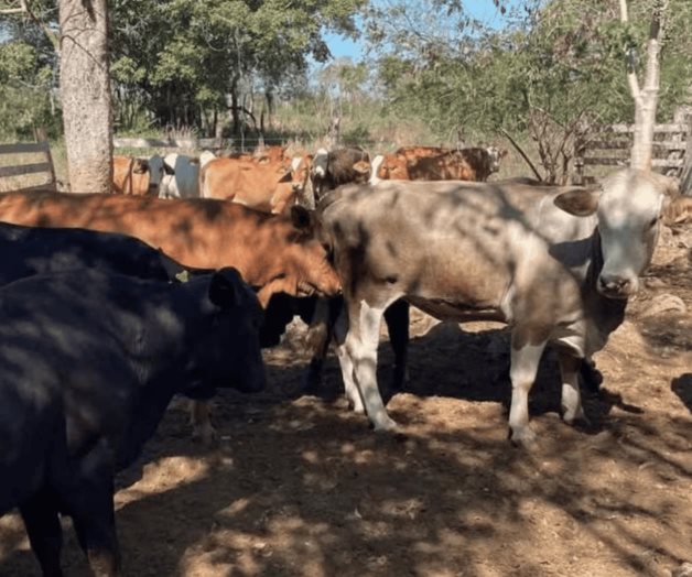 Forman Comité México-EU contra gusano barrenador Forman Comité México-EU contra gusano barrenador