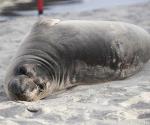 Buscan a persona que apuñaló a foca bebé