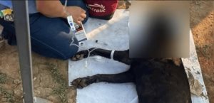 Envenenan comida de perros con ácido muriático en Tabasco