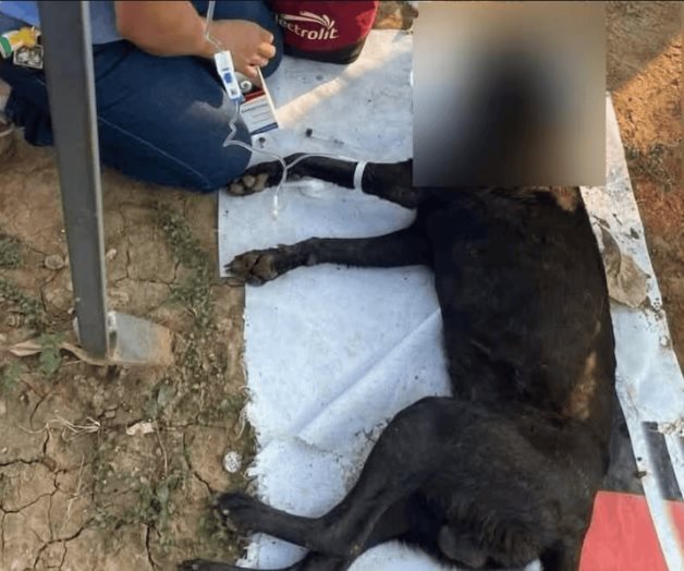 Envenenan comida de perros con ácido muriático en Tabasco Envenenan comida de perros con ácido muriático en Tabasco