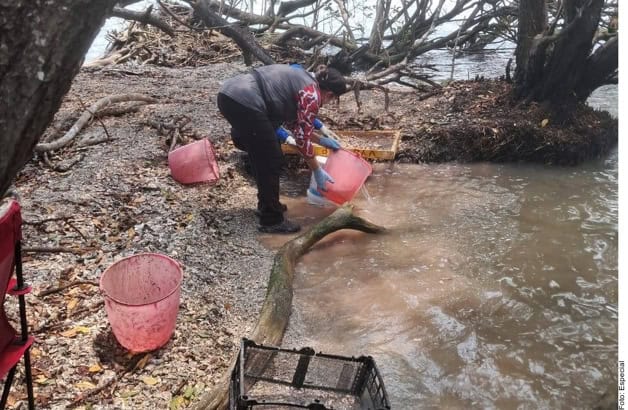Hallan restos humanos entre Tamaulipas y Veracruz Hallan restos humanos entre Tamaulipas y Veracruz