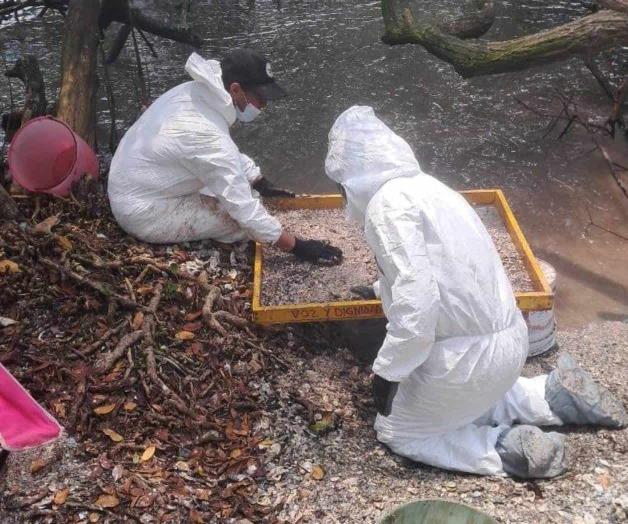 Hallan restos humanos entre Tamaulipas y Veracruz Hallan restos humanos entre Tamaulipas y Veracruz