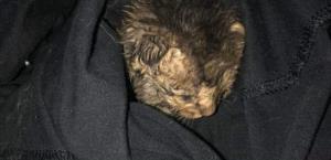Rescata gatito de contenedor de basura en plena madrugada en Río Bravo