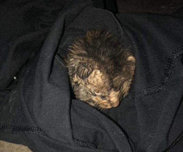 Rescata gatito de contenedor de basura en plena madrugada en Río Bravo Rescata gatito de contenedor de basura en plena madrugada en Río Bravo
