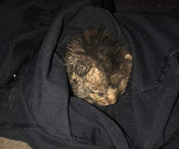 Emotivo rescate de gato bebé en Río Bravo