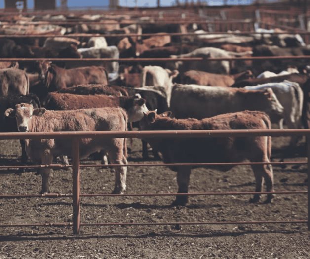 EU suspende exportación de ganado mexicano por 15 días EU suspende exportación de ganado mexicano por 15 días