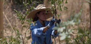 Eco-bosque: promoviendo la sostenibilidad en Nezahualcóyotl