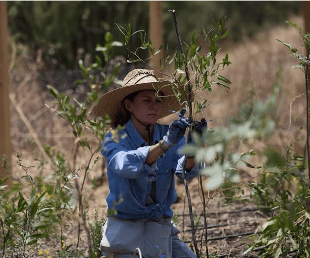 Eco-bosque: promoviendo la sostenibilidad en Nezahualcóyotl Eco-bosque: promoviendo la sostenibilidad en Nezahualcóyotl