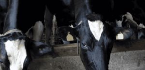 Cuesta 11.4 mdd diarios cierre de frontera por gusano
