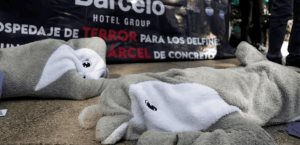 Profepa denuncia negligencias en delfinario del Hotel Barceló